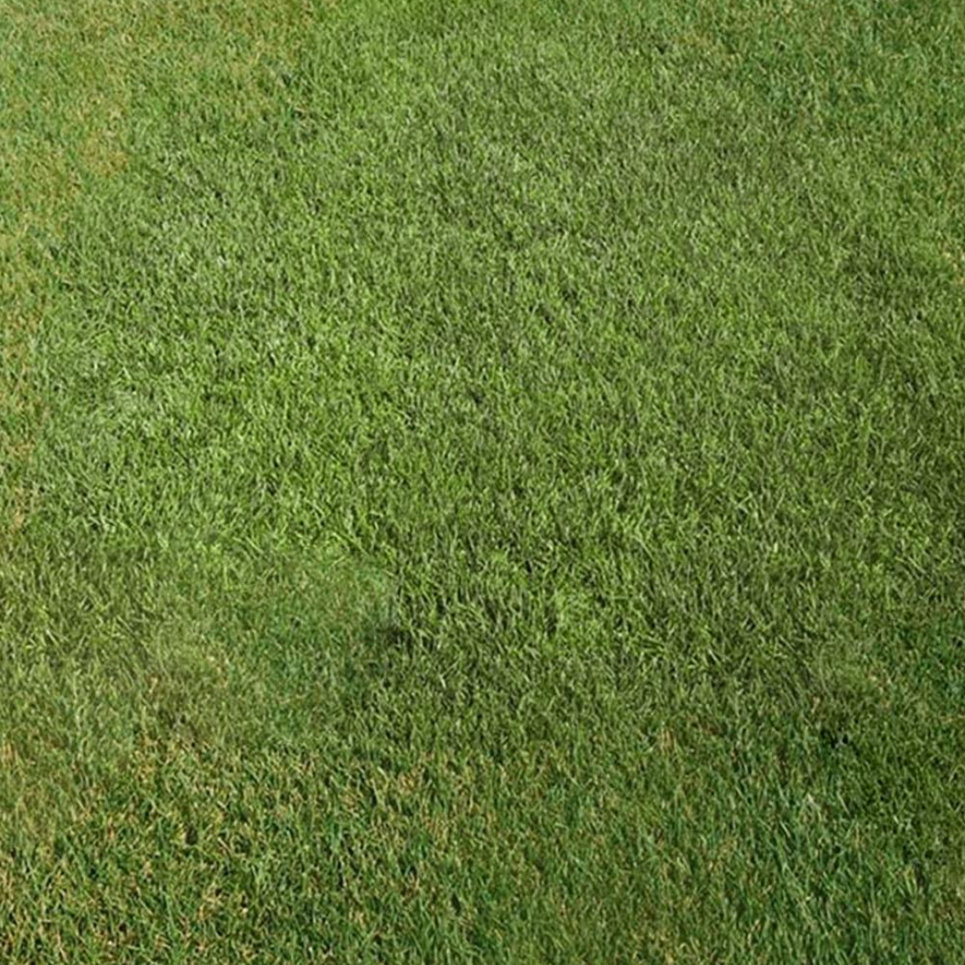 DLF Seeds Kentucky Bluegrass Armada