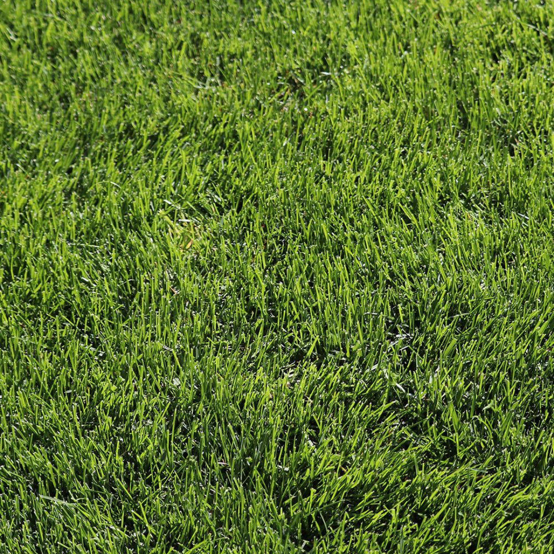 DLF Seeds Kentucky Bluegrass Mercury