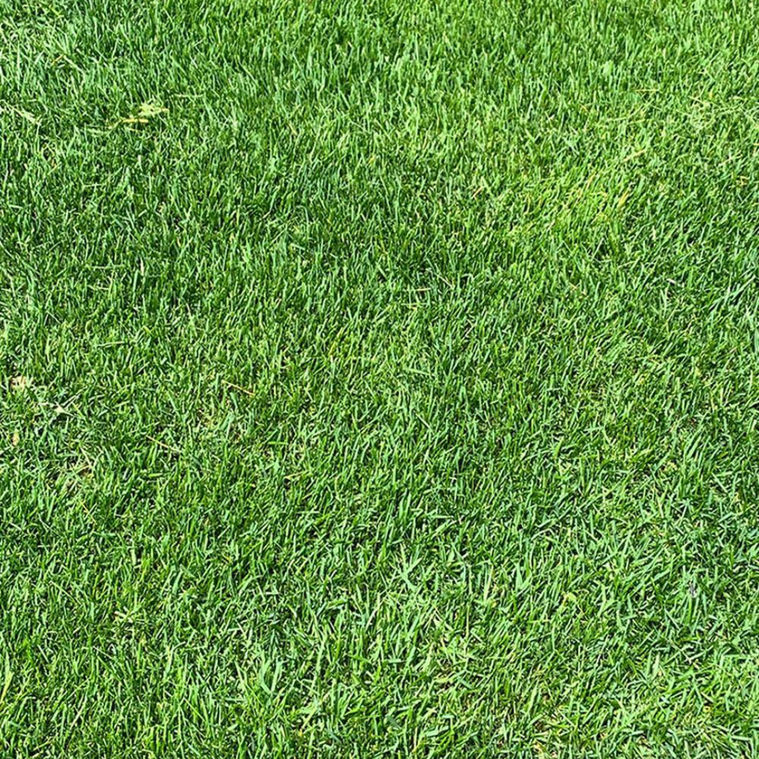 DLF Seeds Kentucky Bluegrass Sombrero
