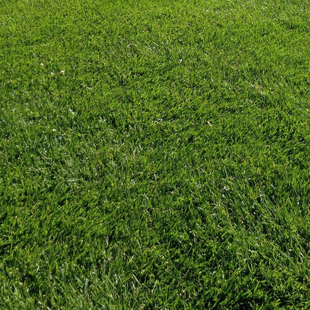 DLF Seeds Tall Fescue Raceway