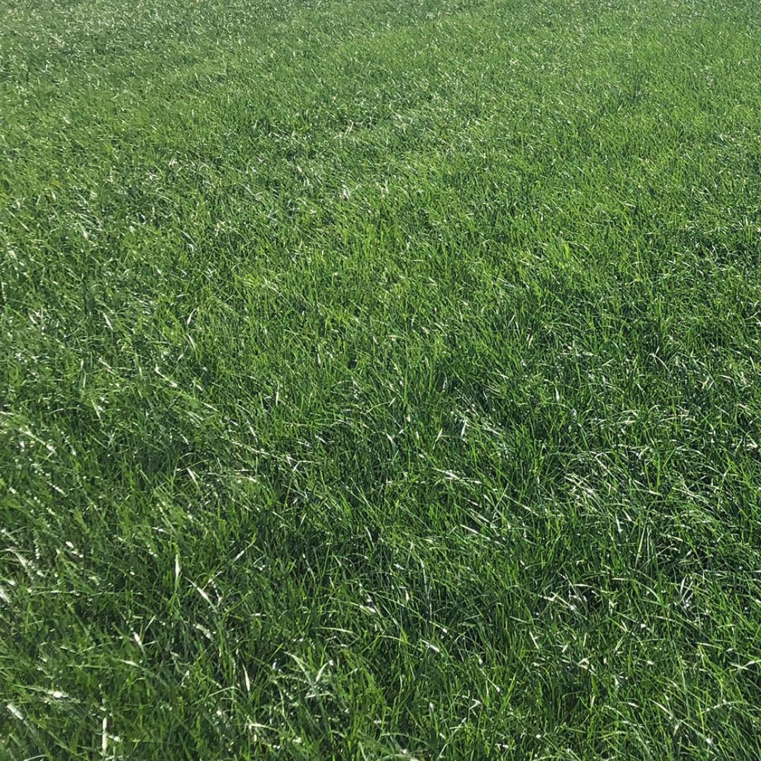 DLF Seeds Perennial Ryegrass Banfield