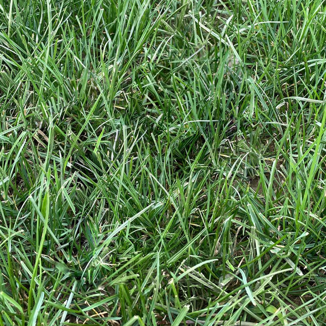 DLF Seeds Campus Green Turfgrass Mix Grass Seeds