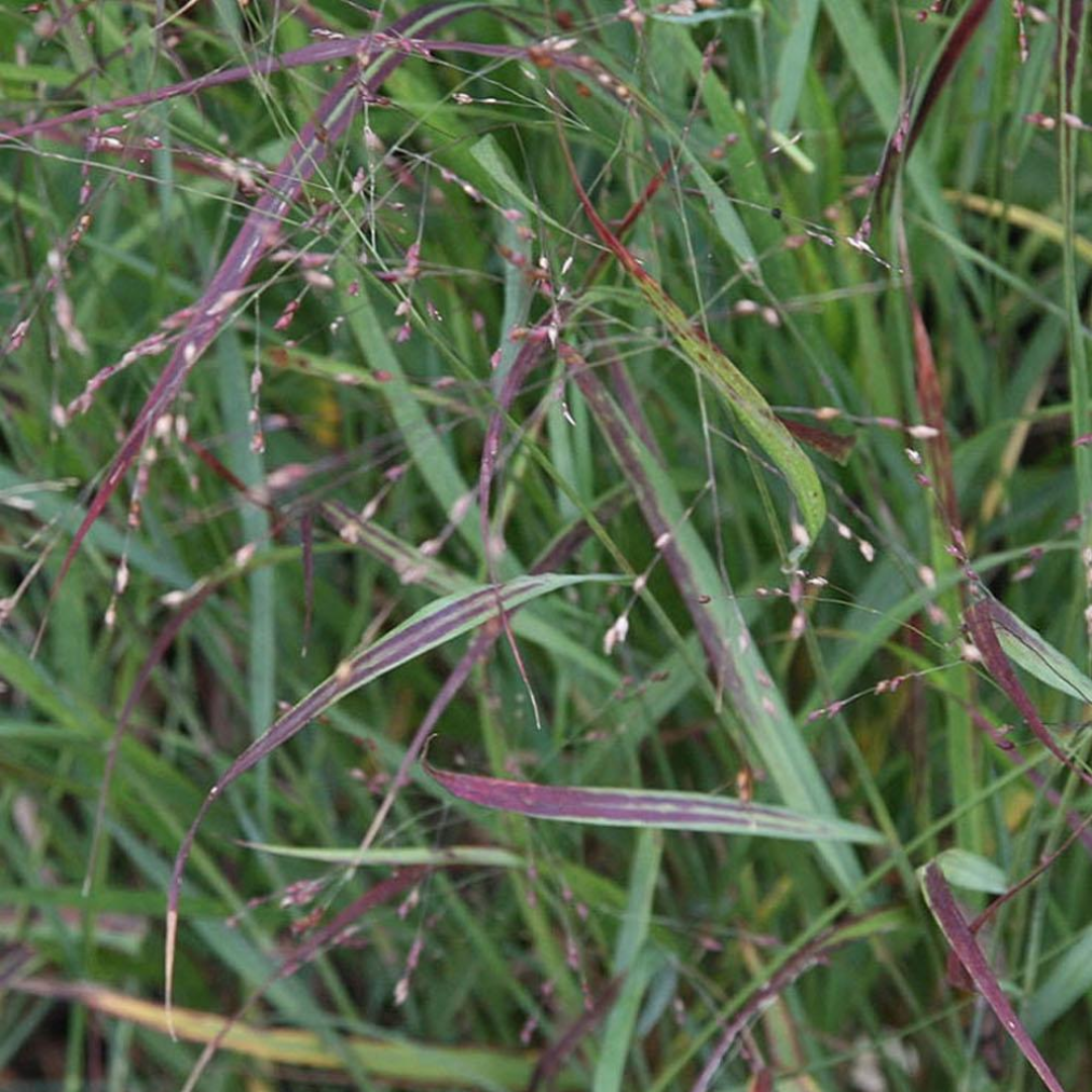 DLF Seeds Cave-n-Rock Switchgrass Seeds
