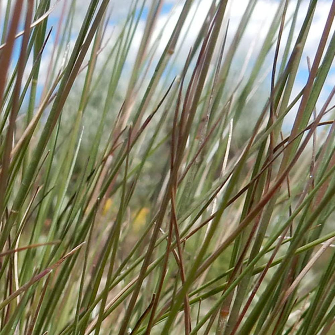 DLF Seeds Green Needlegrass Seeds