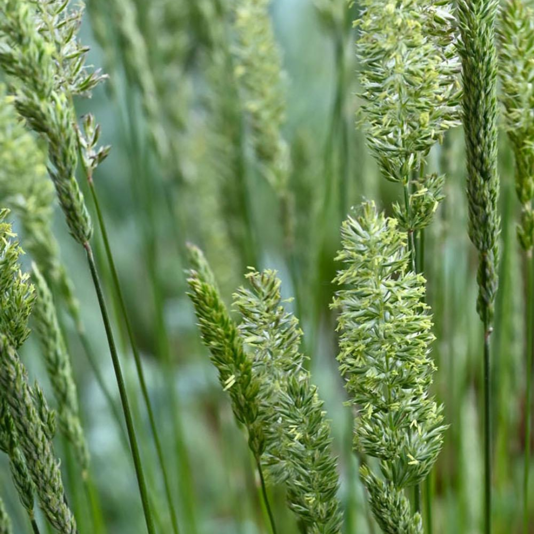 DLF Seeds Junegrass Seeds
