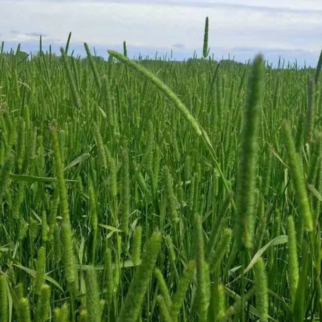 Quality Seeds Forage Grass Dawn Timothy