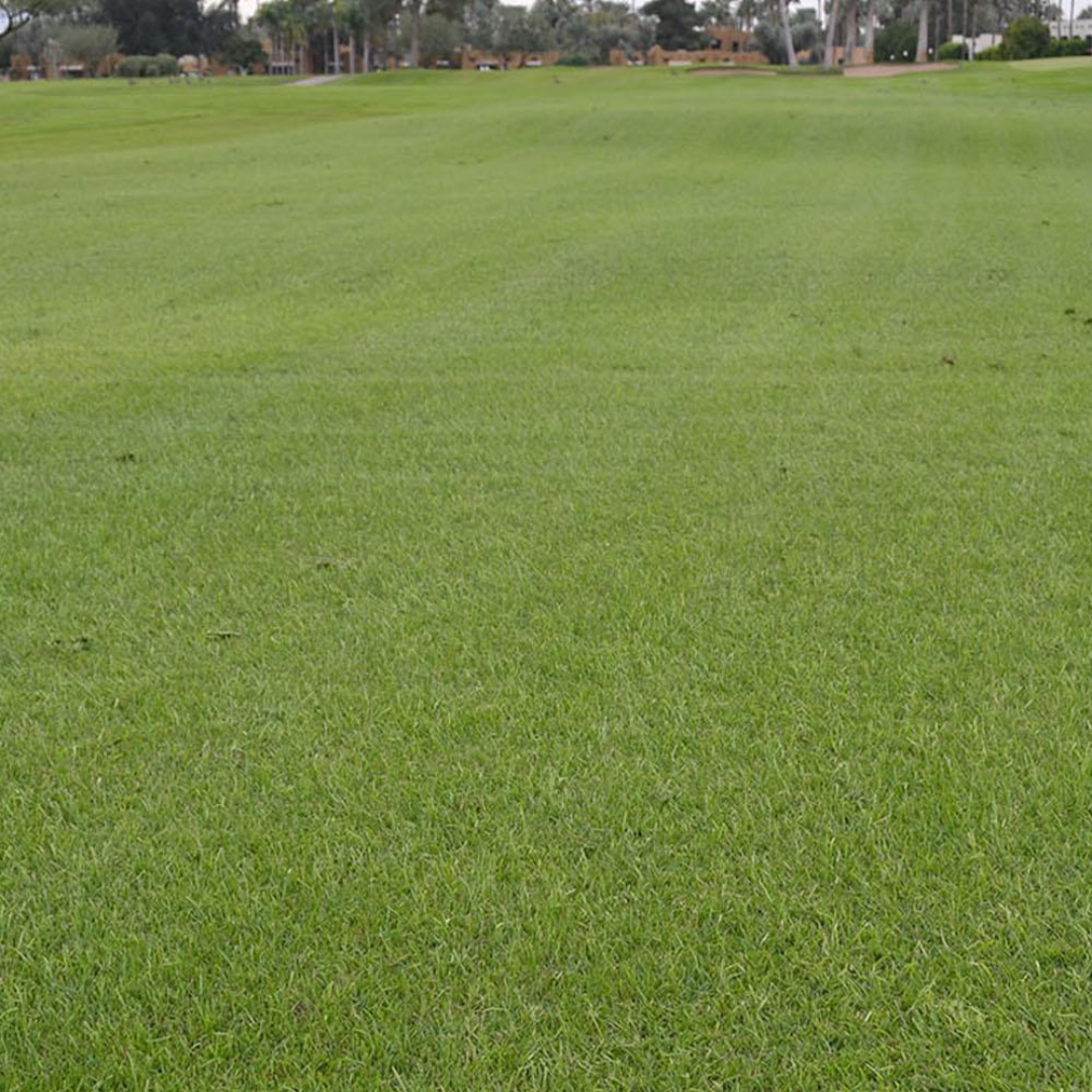 DLF Seeds Kentucky Bluegrass Martha