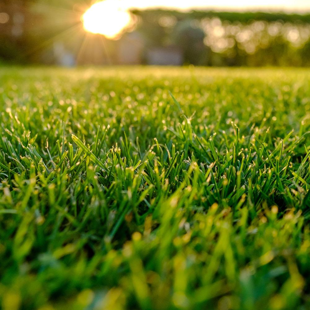 Sunny Place Turfgrass Mix Grass Seeds