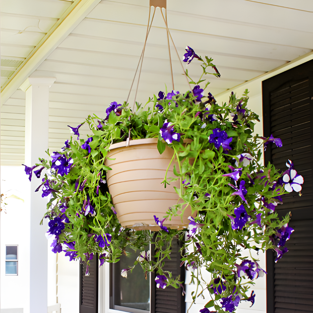Hanging Baskets