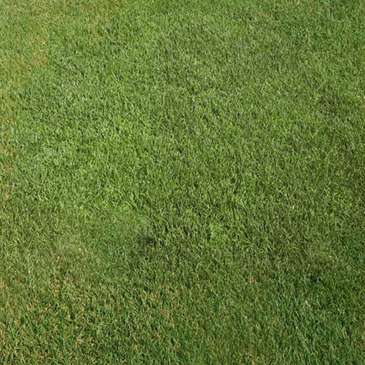 DLF Seeds Kentucky Bluegrass Armada
