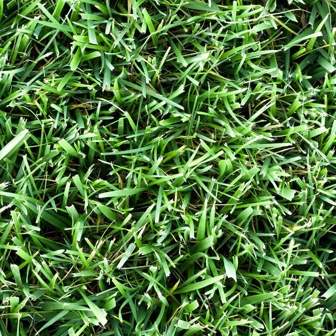 DLF Seeds Kentucky Bluegrass Granite