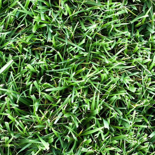 DLF Seeds Kentucky Bluegrass Granite