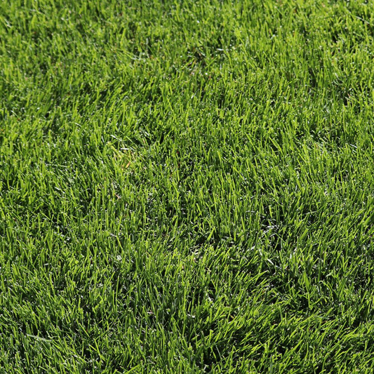 DLF Seeds Kentucky Bluegrass Mercury