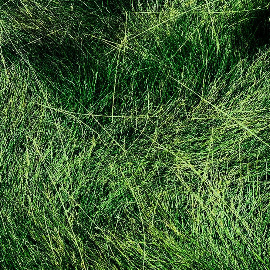 DLF Seeds Fine Fescue Garnet