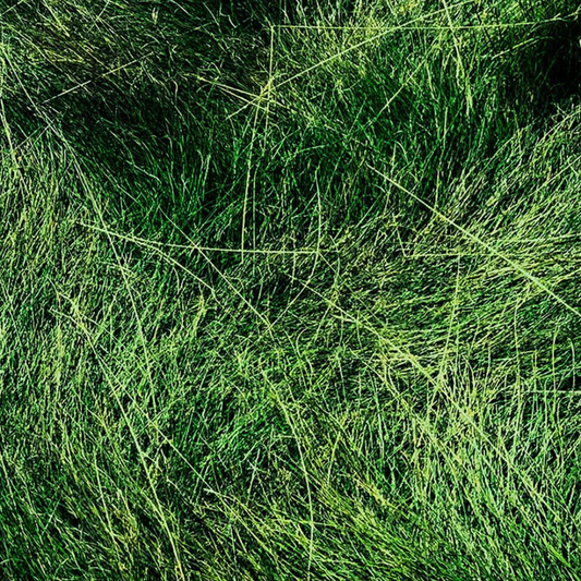 DLF Seeds Fine Fescue Garnet