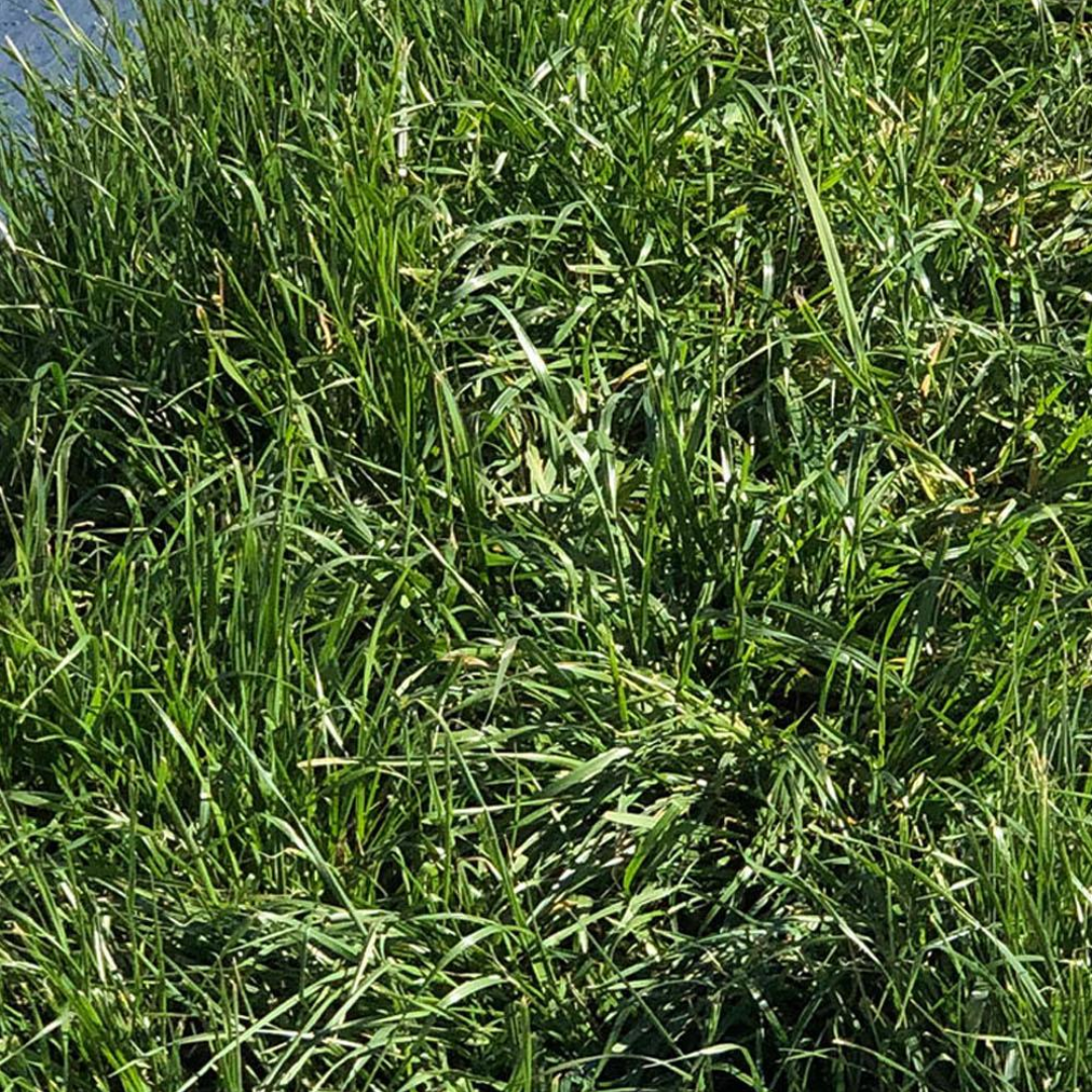 DLF Seeds Fine Fescue Maxima 1
