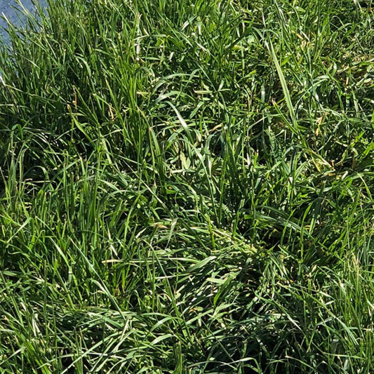 DLF Seeds Fine Fescue Maxima 1