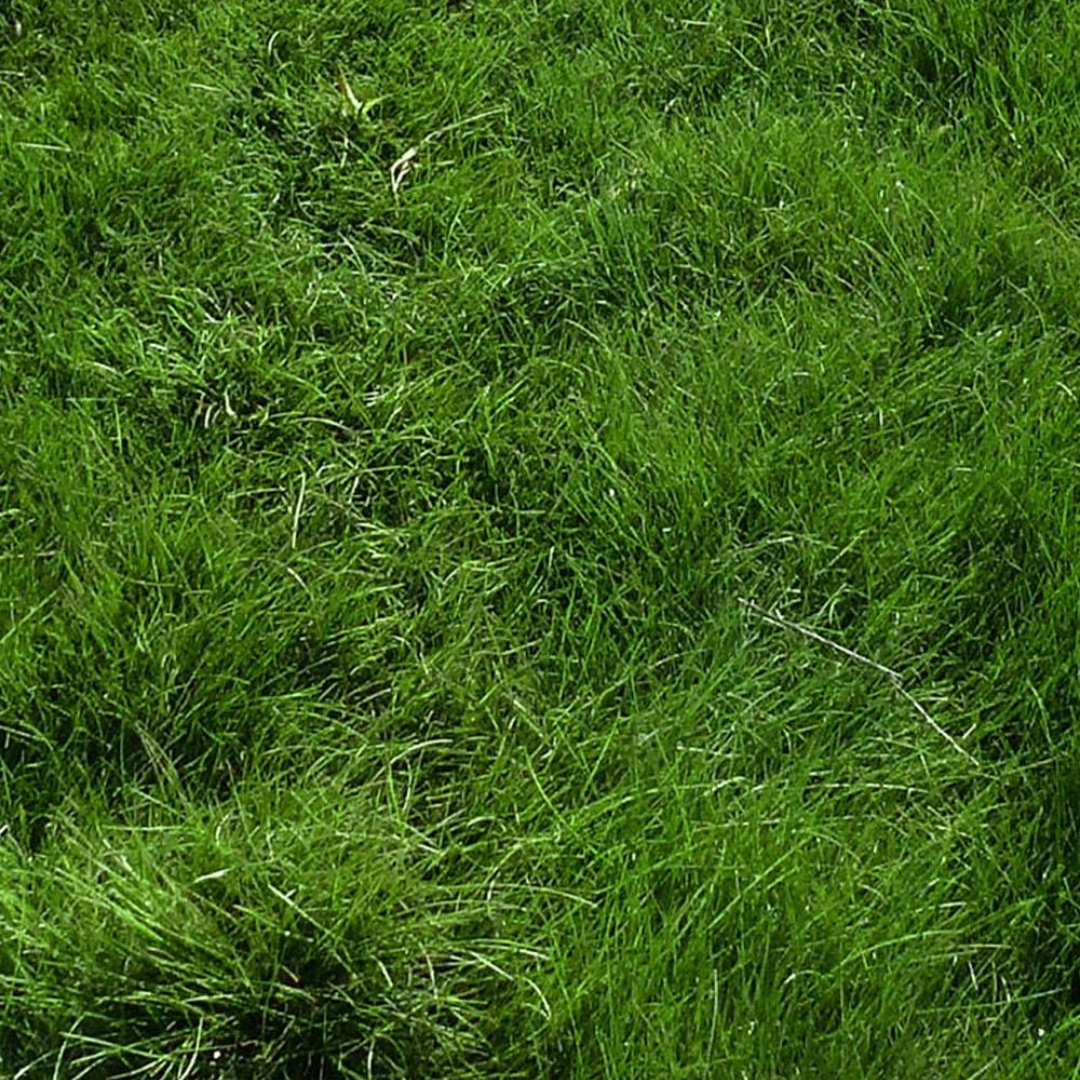 DLF Seeds Fine Fescue Quatro