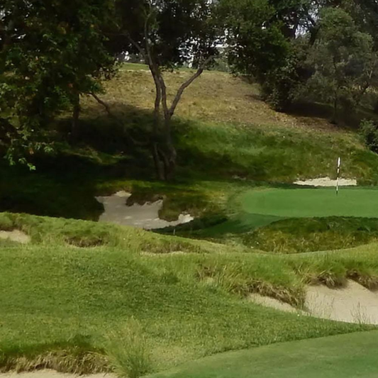 DLF Seeds Fine Fescue Shoreline