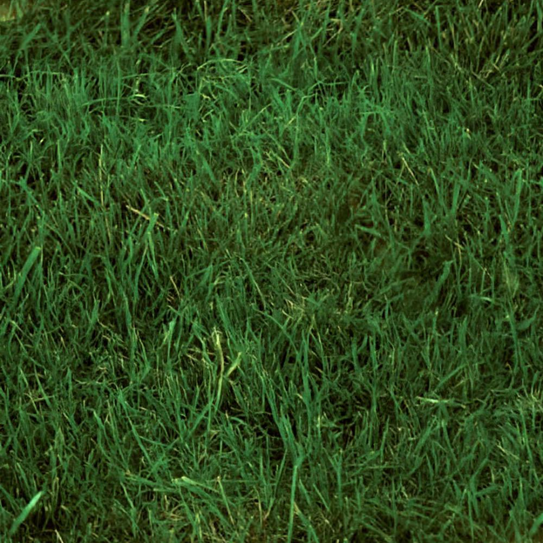 DLF Seeds Tall Fescue Gallardo