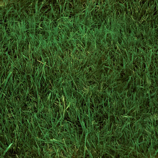 DLF Seeds Tall Fescue Gallardo