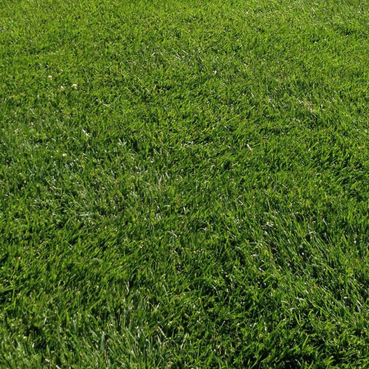 DLF Seeds Tall Fescue Raceway
