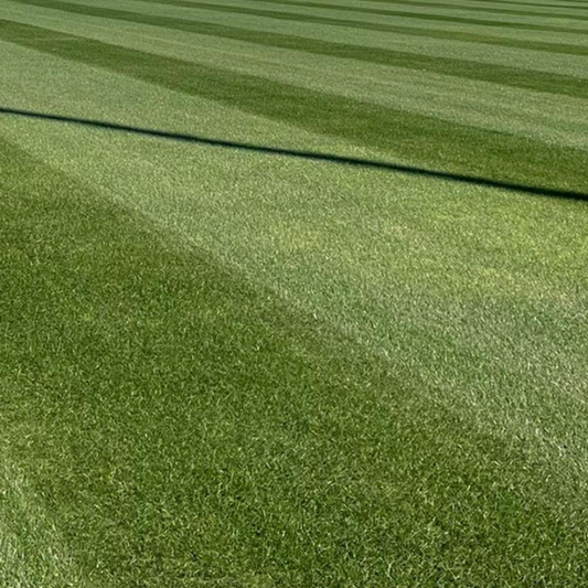 DLF Seeds Perennial Ryegrass Allstar Fore