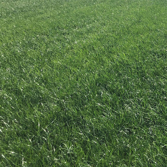DLF Seeds Perennial Ryegrass Banfield