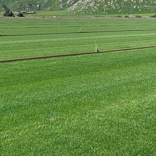 DLF Seeds Perennial Ryegrass Thrive