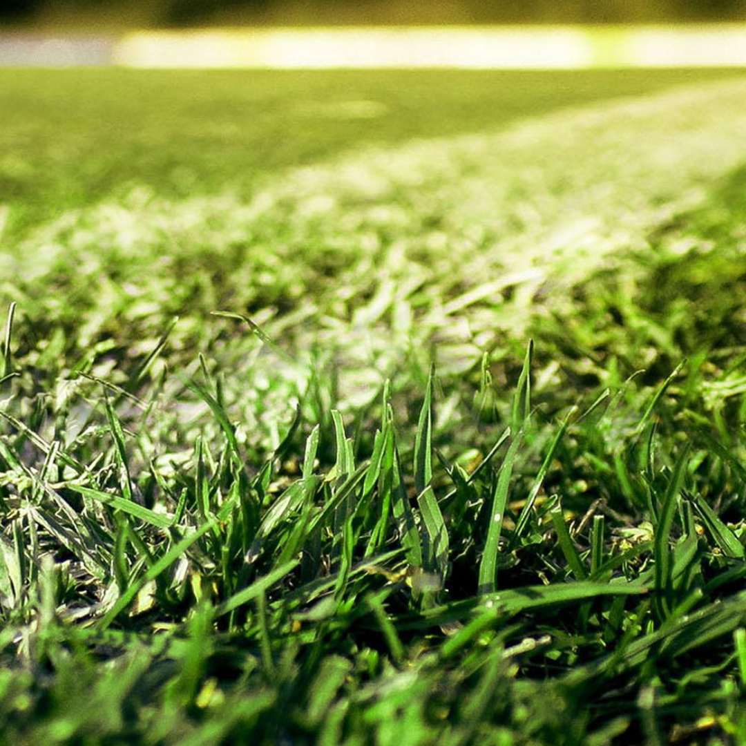 DLF Seeds Futura Sport Turfgrass Mix Grass Seeds