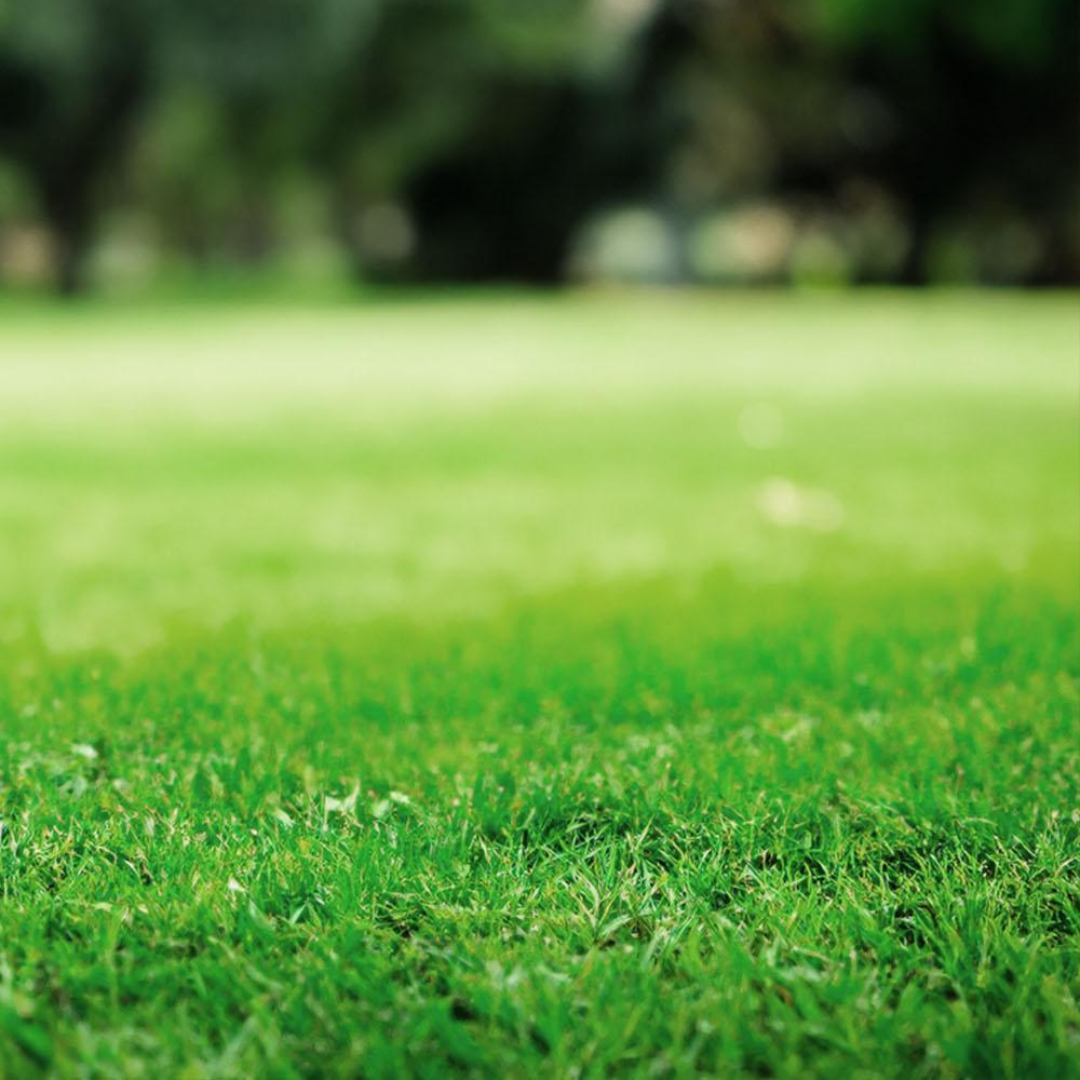 DLF Seeds Green Fields Turfgrass Mix Grass Seeds