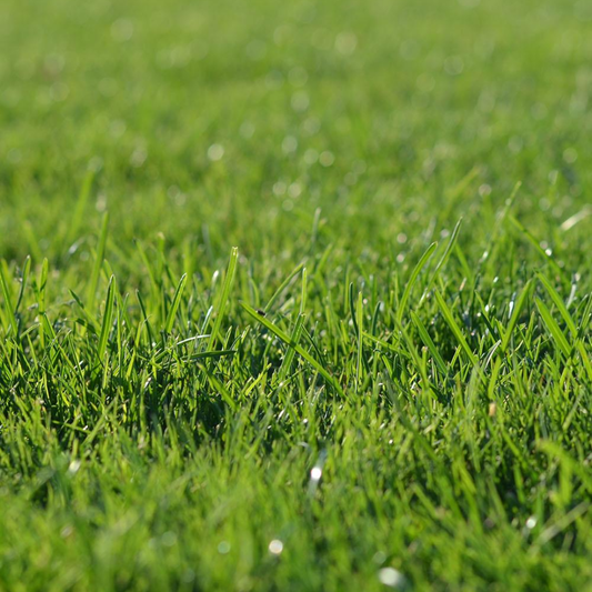 DLF Seeds Eco Turf Turfgrass Mix Grass Seeds