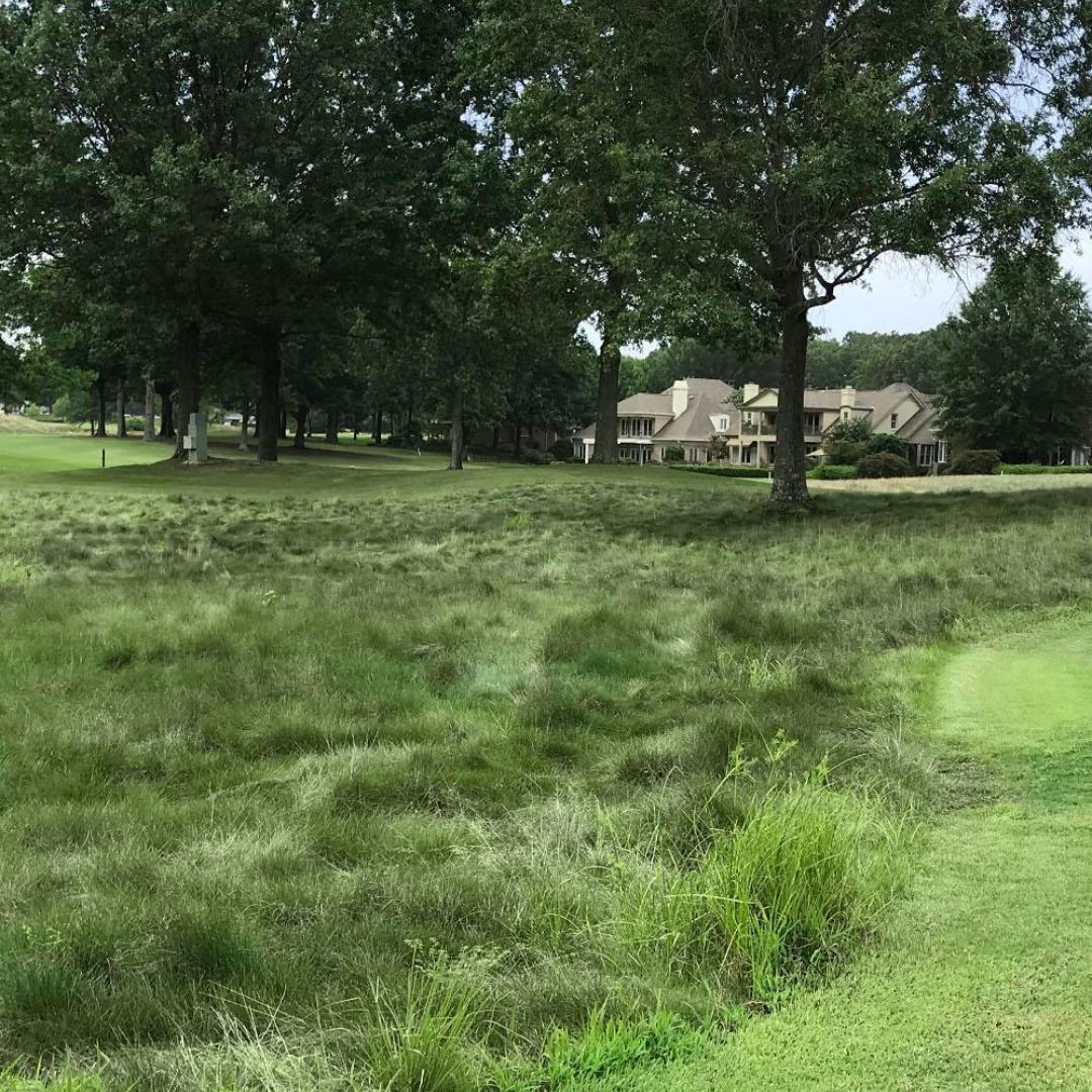 DLF Seeds Scottish Fescue Turfgrass Mix Grass Seeds