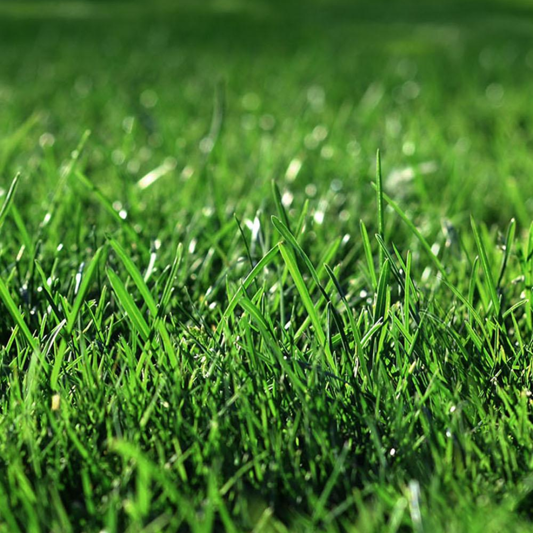DLF Seeds Ultra Shade Turfgrass Mix Grass Seeds