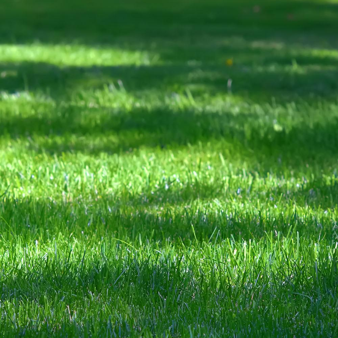 DLF Seeds Val-U-Green Turfgrass Mix Grass Seeds