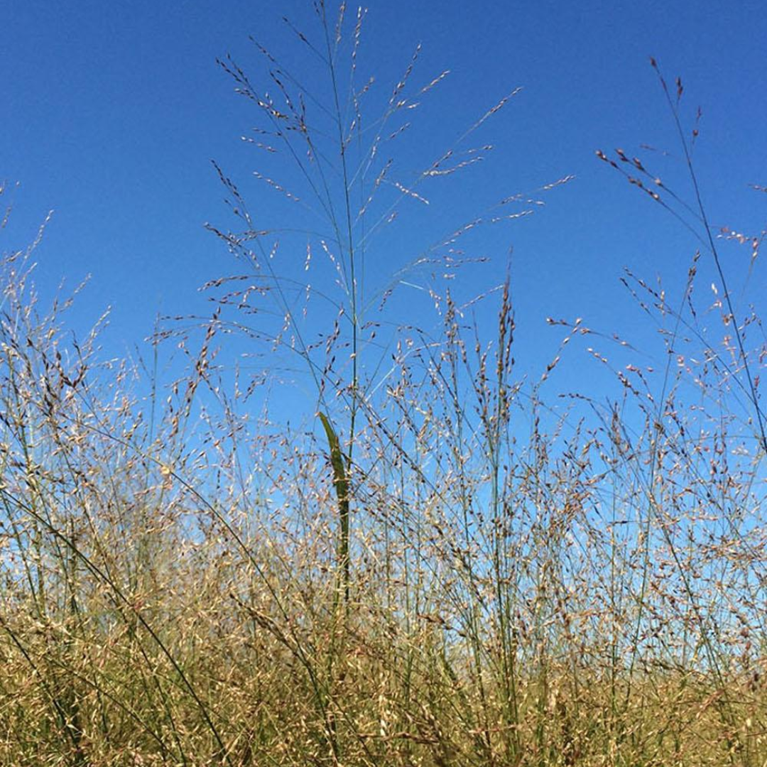 DLF Seeds Pipeline Switchgrass Native Mix Seeds