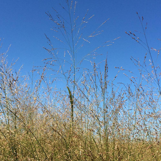 DLF Seeds Pipeline Switchgrass Native Mix Seeds