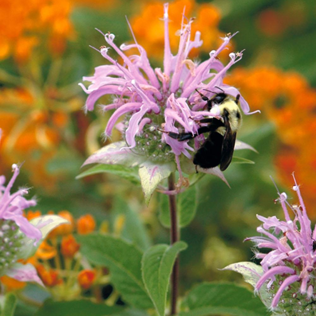DLF Seeds Hummingbird & Butterfly Mix Seeds