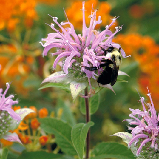 DLF Seeds Hummingbird & Butterfly Mix Seeds