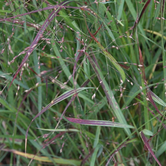 DLF Seeds  RC Big Rock Switchgrass Seeds