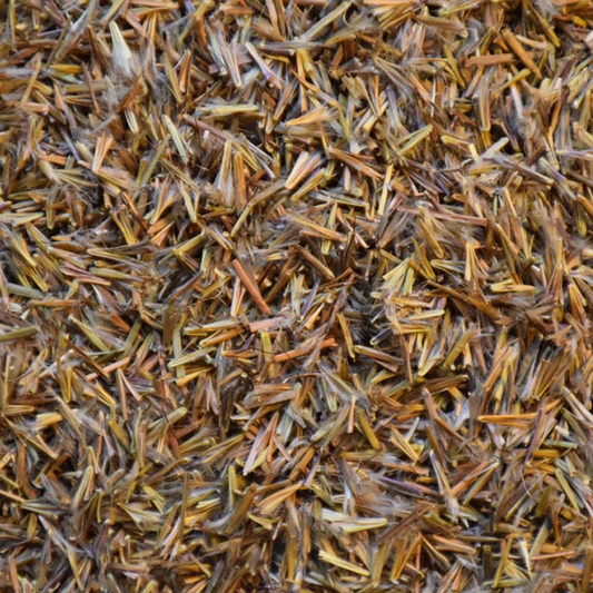 DLF Seeds Little Bluestem Seeds