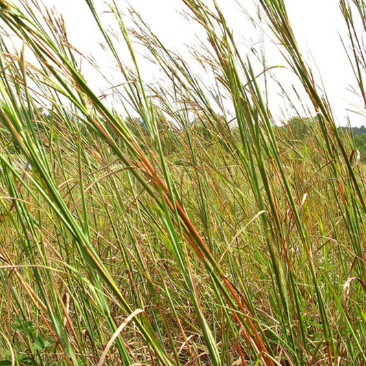 DLF Seeds Big Bluestem Seeds