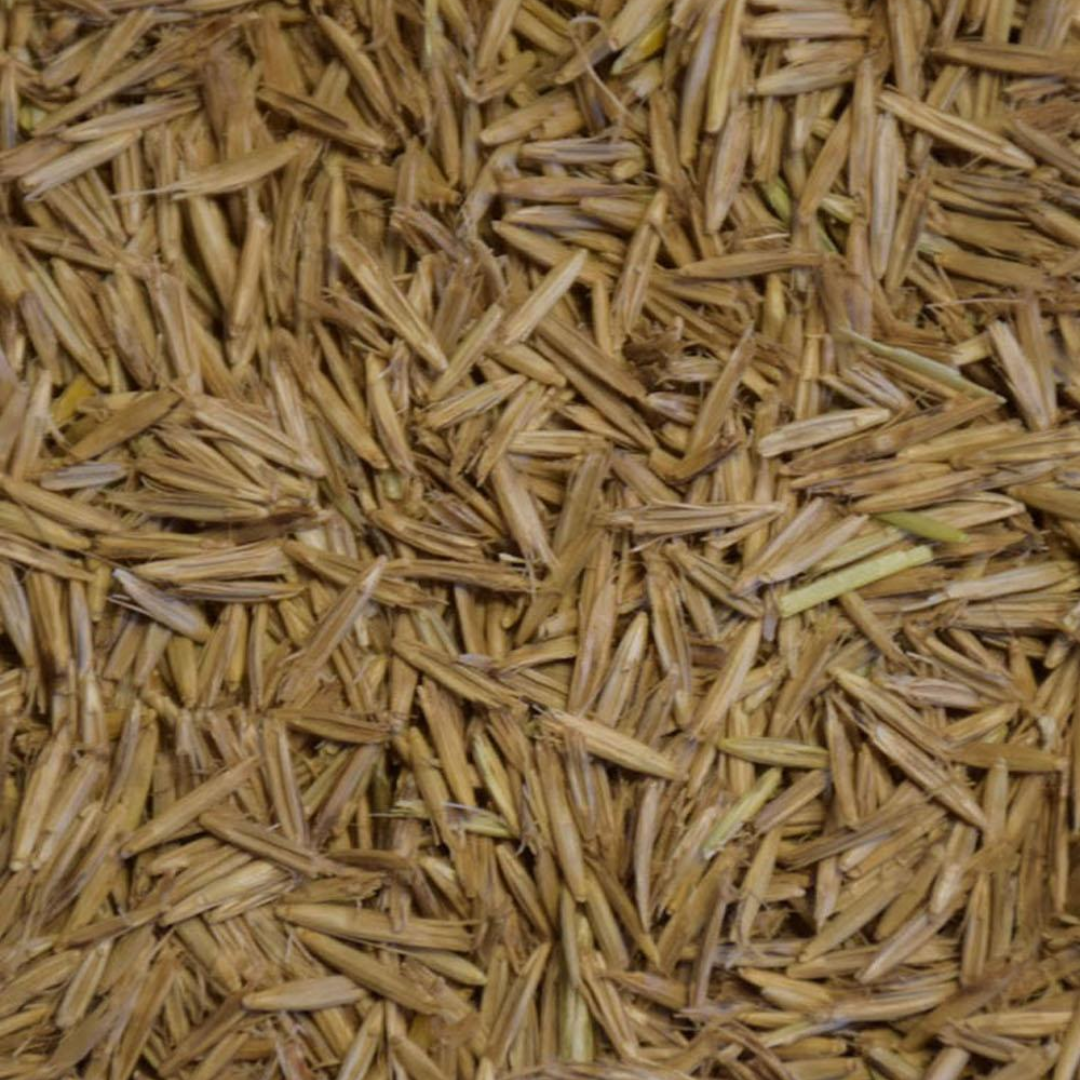 DLF Seeds Canada Wildrye Seeds