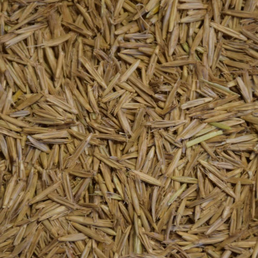 DLF Seeds Canada Wildrye Seeds