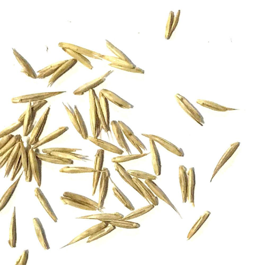DLF Seeds Slender Wheatgrass Seeds