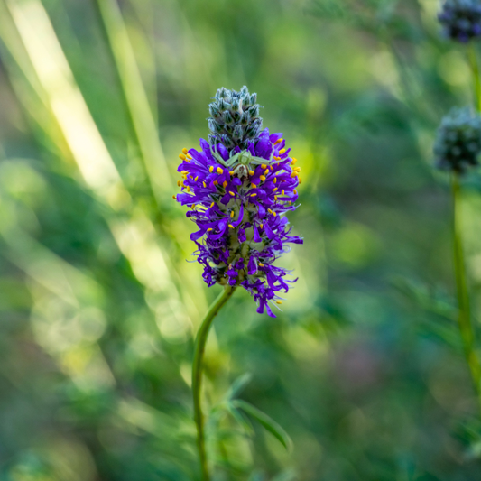 DLF Seeds Purple Prairie Clover Seeds