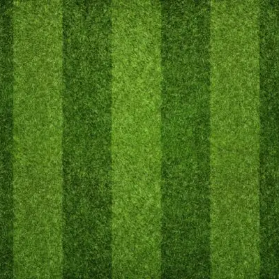 Quality Seeds Arc II Kentucky Bluegrass