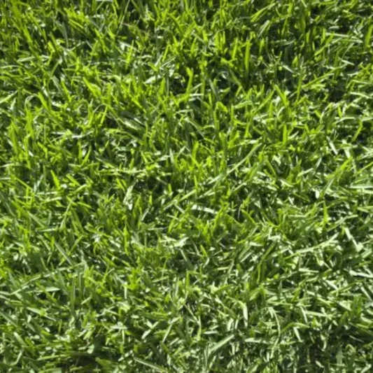 Quality Seeds Avitator II Kentucky Bluegrass