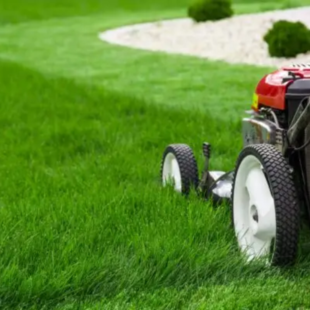 Quality Seeds Corsair II Kentucky Bluegrass