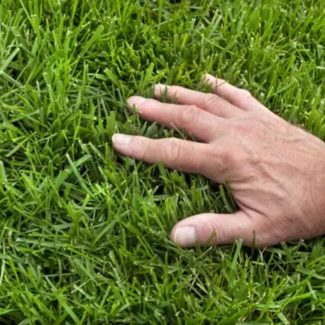 Quality Seeds Endurance Kentucky Bluegrass